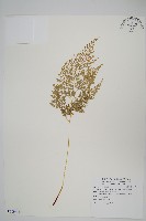 高山金粉蕨藏品圖，第1張