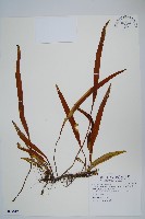 鱗瓦葦、長柄瓦葦藏品圖，第1張