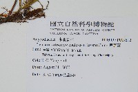 鱗瓦葦、長柄瓦葦藏品圖，第2張