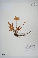 槭葉石葦藏品圖，第1張