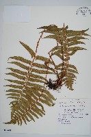 鞭葉耳蕨藏品圖，第1張