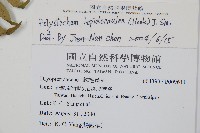 鞭葉耳蕨藏品圖，第2張