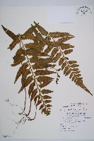 萊氏鐵角蕨藏品圖，第1張