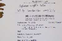 萊氏鐵角蕨藏品圖，第2張