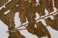 萊氏鐵角蕨藏品圖，第4張