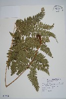 斜方複葉耳蕨藏品圖，第1張