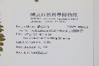 斜方複葉耳蕨藏品圖，第2張