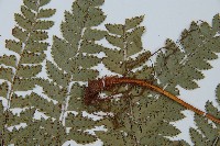 斜方複葉耳蕨藏品圖，第4張