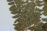 斜方複葉耳蕨藏品圖，第5張