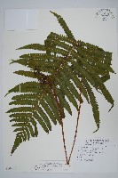 密毛毛蕨藏品圖，第1張