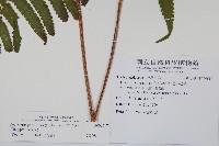 密毛毛蕨藏品圖，第2張