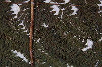 粗毛鱗蓋蕨藏品圖，第4張