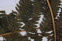 粗毛鱗蓋蕨藏品圖，第5張