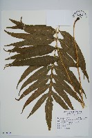 大線蕨藏品圖，第1張