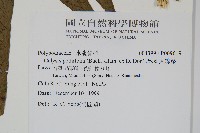 大線蕨藏品圖，第2張