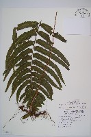 邊緣鱗蓋蕨藏品圖，第1張