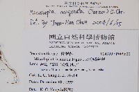 邊緣鱗蓋蕨藏品圖，第2張