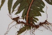 邊緣鱗蓋蕨藏品圖，第3張