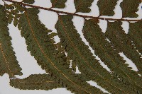 邊緣鱗蓋蕨藏品圖，第5張