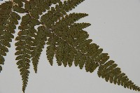 臺灣鱗毛蕨藏品圖，第3張