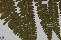 臺灣鱗毛蕨藏品圖，第4張