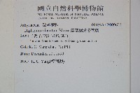 廣葉鋸齒雙蓋蕨藏品圖，第2張