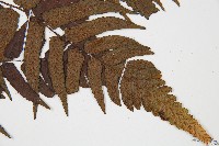 廣葉鋸齒雙蓋蕨藏品圖，第3張