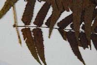 廣葉鋸齒雙蓋蕨藏品圖，第4張