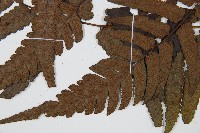 廣葉鋸齒雙蓋蕨藏品圖，第5張