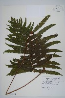 密毛小毛蕨藏品圖，第1張