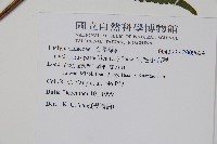 密毛小毛蕨藏品圖，第2張