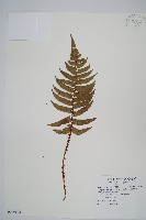 鞭葉耳蕨藏品圖，第1張