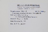 鞭葉耳蕨藏品圖，第2張