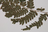 東洋蹄蓋蕨、假蹄蓋蕨藏品圖，第4張