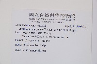 邊緣鱗蓋蕨藏品圖，第2張