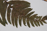 邊緣鱗蓋蕨藏品圖，第3張