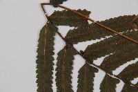 邊緣鱗蓋蕨藏品圖，第5張