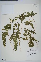 天草鳳尾蕨藏品圖，第1張