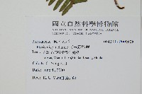 天草鳳尾蕨藏品圖，第2張