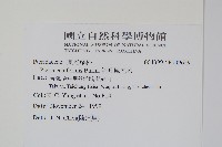 箭葉鳳尾蕨藏品圖，第2張