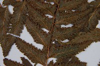 邊緣鱗蓋蕨藏品圖，第5張