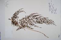 烏蕨藏品圖，第1張