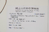 單葉雙蓋蕨藏品圖，第2張