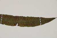 單葉雙蓋蕨藏品圖，第3張