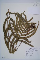 邊緣鱗蓋蕨藏品圖，第1張