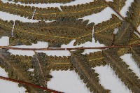 邊緣鱗蓋蕨藏品圖，第3張