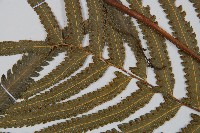 邊緣鱗蓋蕨藏品圖，第4張