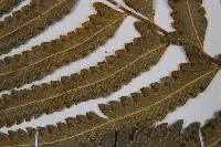 邊緣鱗蓋蕨藏品圖，第5張