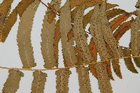 桫欏鱗毛蕨藏品圖，第2張