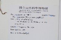 桫欏鱗毛蕨藏品圖，第2張